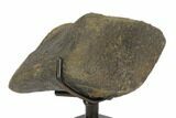 Hadrosaur (Hypacrosaurus?) Toe Bone - Montana #145171-3